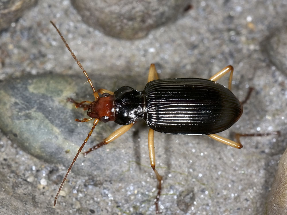 Nebria picicornis